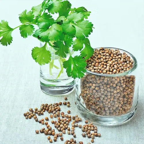 Coriander Seeds